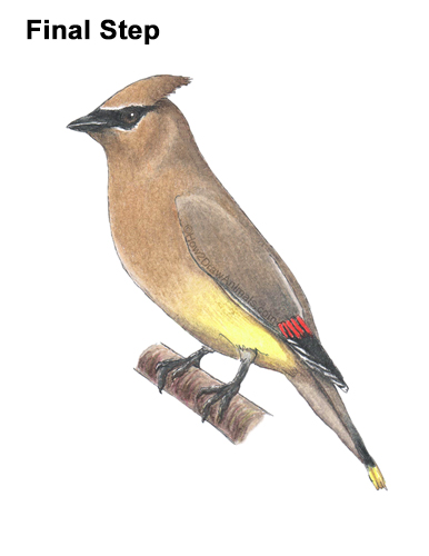 Draw a Cedar Waxwing Bird How to Draw a Cedar Waxwing Bird