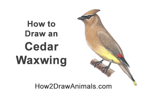 Draw a Cedar Waxwing Bird How to Draw a Cedar Waxwing Bird Side View Color