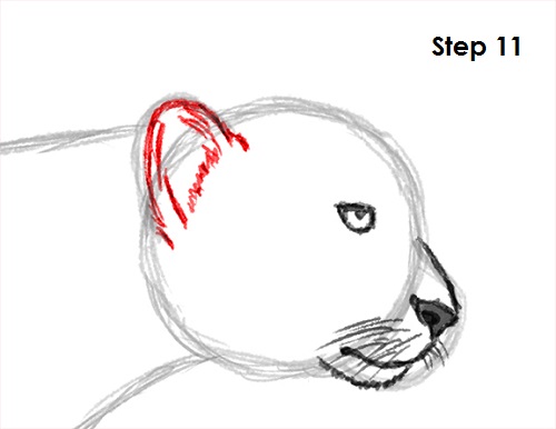 Draw Cheetah 11