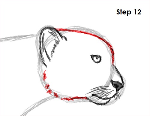 Draw Cheetah 12