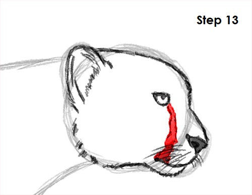 Draw Cheetah 13