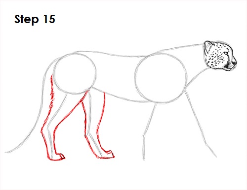 Cheetah Drawing 15 Draw Cheetah 15