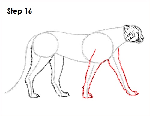 Cheetah Drawing 16 Draw Cheetah 16