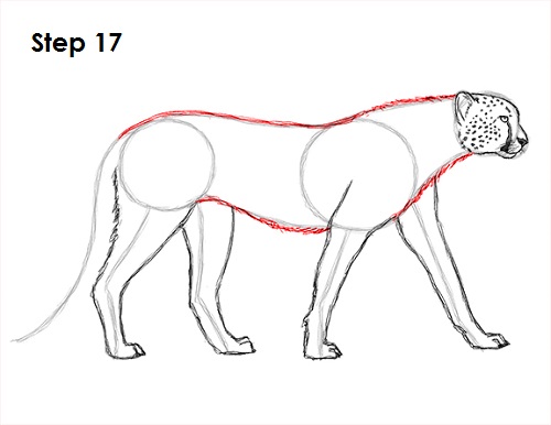 Cheetah Drawing 17 Draw Cheetah 17