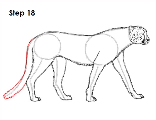 Cheetah Drawing 18 Draw Cheetah 18