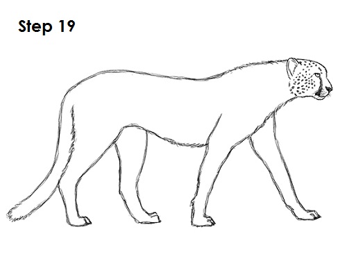 Cheetah Drawing 19 Draw Cheetah 19
