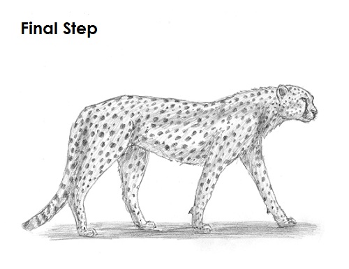 Cheetah Drawing Final Draw Cheetah Final