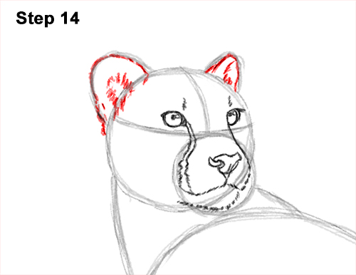 How to Draw a Cheetah Standing Side 14