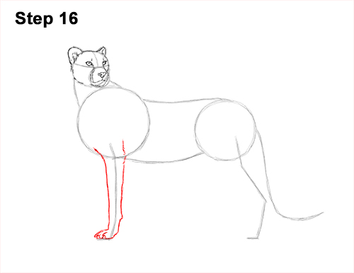 Draw Cheetah Side 16 How to Draw a Cheetah Standing Side 16