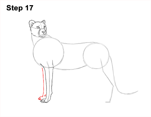 Draw Cheetah Side 17 How to Draw a Cheetah Standing Side 17