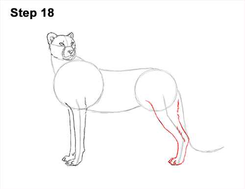 Draw Cheetah Side 18 How to Draw a Cheetah Standing Side 18