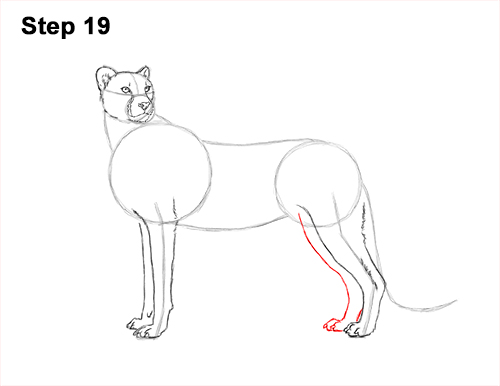 Draw Cheetah Side 19 How to Draw a Cheetah Standing Side 19