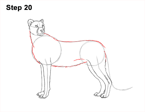 Draw Cheetah Side 20 How to Draw a Cheetah Standing Side 20