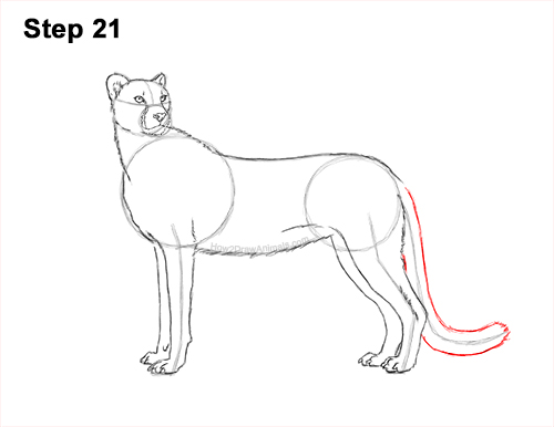 Draw Cheetah Side 21 How to Draw a Cheetah Standing Side 21