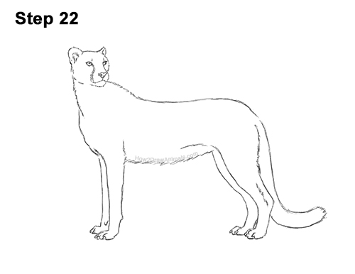 Draw Cheetah Side 22 How to Draw a Cheetah Standing Side 22