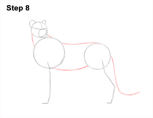Draw Cheetah Side 8 How to Draw a Cheetah Standing Side 8