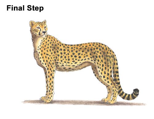Draw Cheetah Side Color How to Draw a Cheetah Standing Side Color