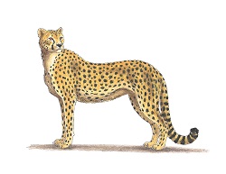 How to Draw a Cheetah Side Color