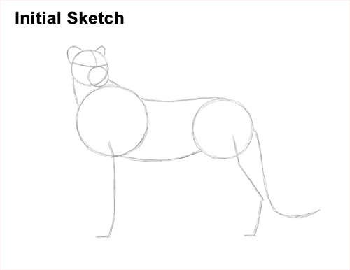 Draw Cheetah Side Guidelines How to Draw a Cheetah Standing Side Guide Lines