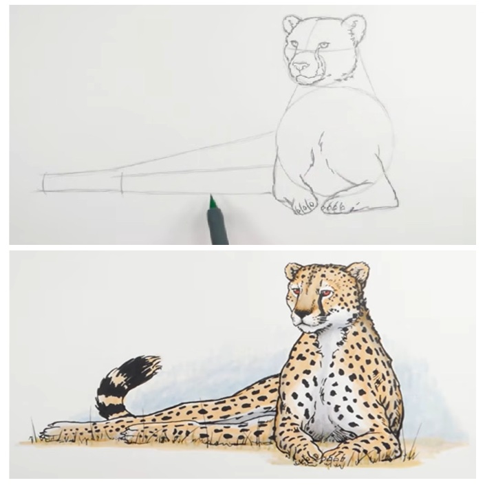 How to Draw a Cheetah Tutorial Summary