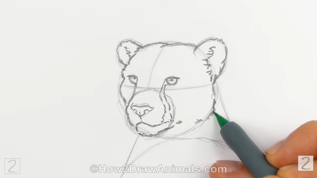 Draw the Facial Features