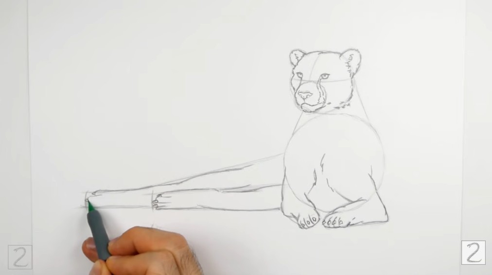 Draw the Hind Legs
