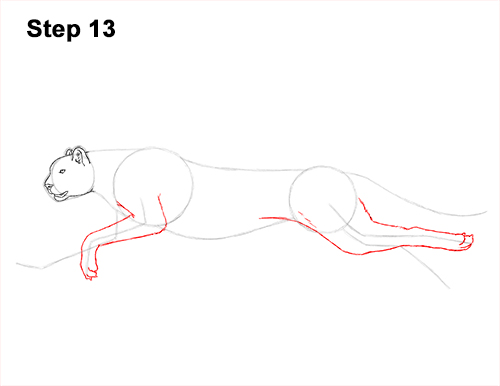 Draw Cheetah Running 13