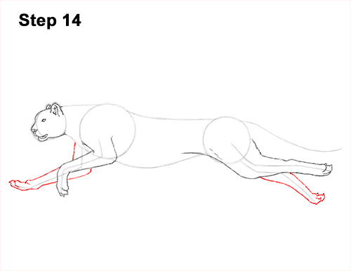 Draw Cheetah Running 14