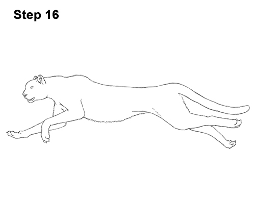 Draw Cheetah Running 16