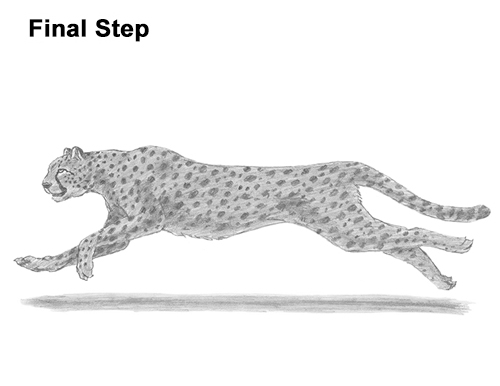 Draw Cheetah Running
