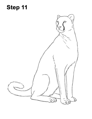 How to Draw a Cheetah Sitting Side View 11