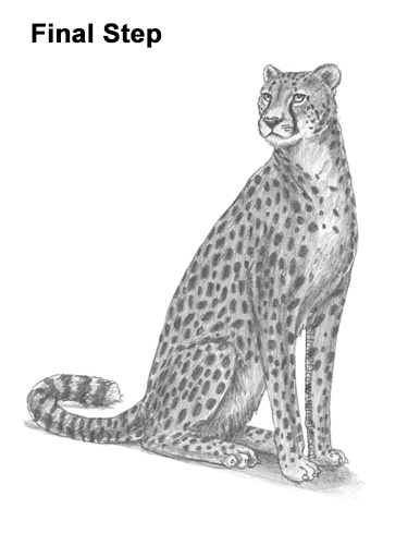 How to Draw a Cheetah Sitting Side View