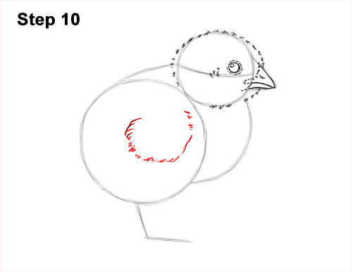 How to Draw Cute Baby Chick Chicken Hen 10