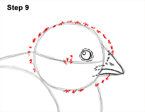 How to Draw Cute Baby Chick Chicken Hen 9