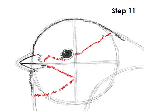 Draw Chickadee 11