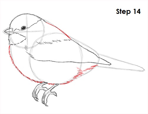 Draw Chickadee 14