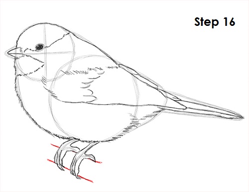 Draw Chickadee 16