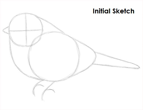 Draw Chickadee Sketch