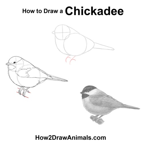 How to Draw a Chickadee Bird