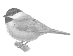 How to Draw a Chickadee