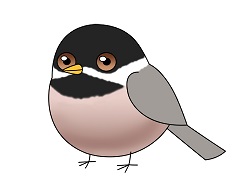 How to Draw a Chickadee Bird Cartoon