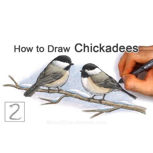 Final Drawing How to Draw Chickadees Completed Drawing