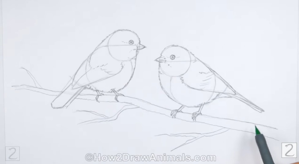 Second bird and branch details How to Draw Chickadees Second Bird Body and Branch Details