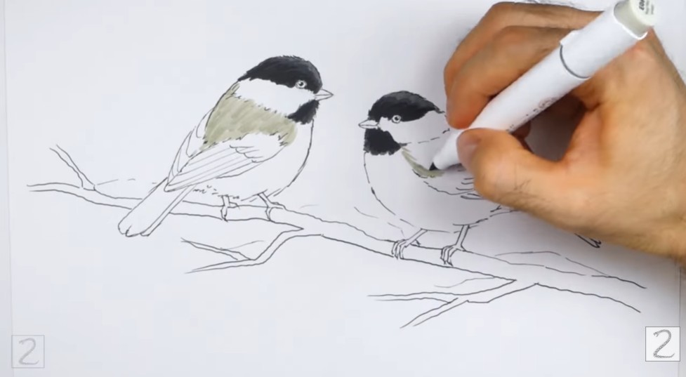Start Adding Colors How to Draw Chickadees Base Shading
