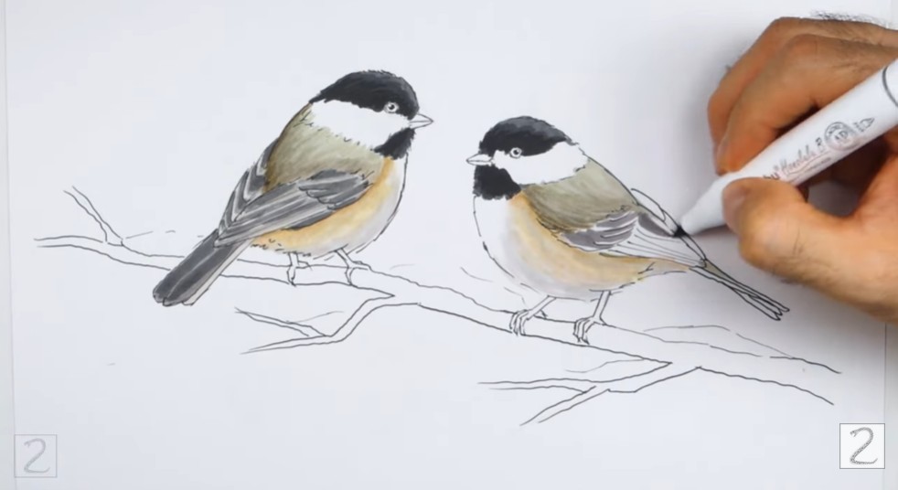 Keep Coloring How to Draw Chickadees Intermediate Shading
