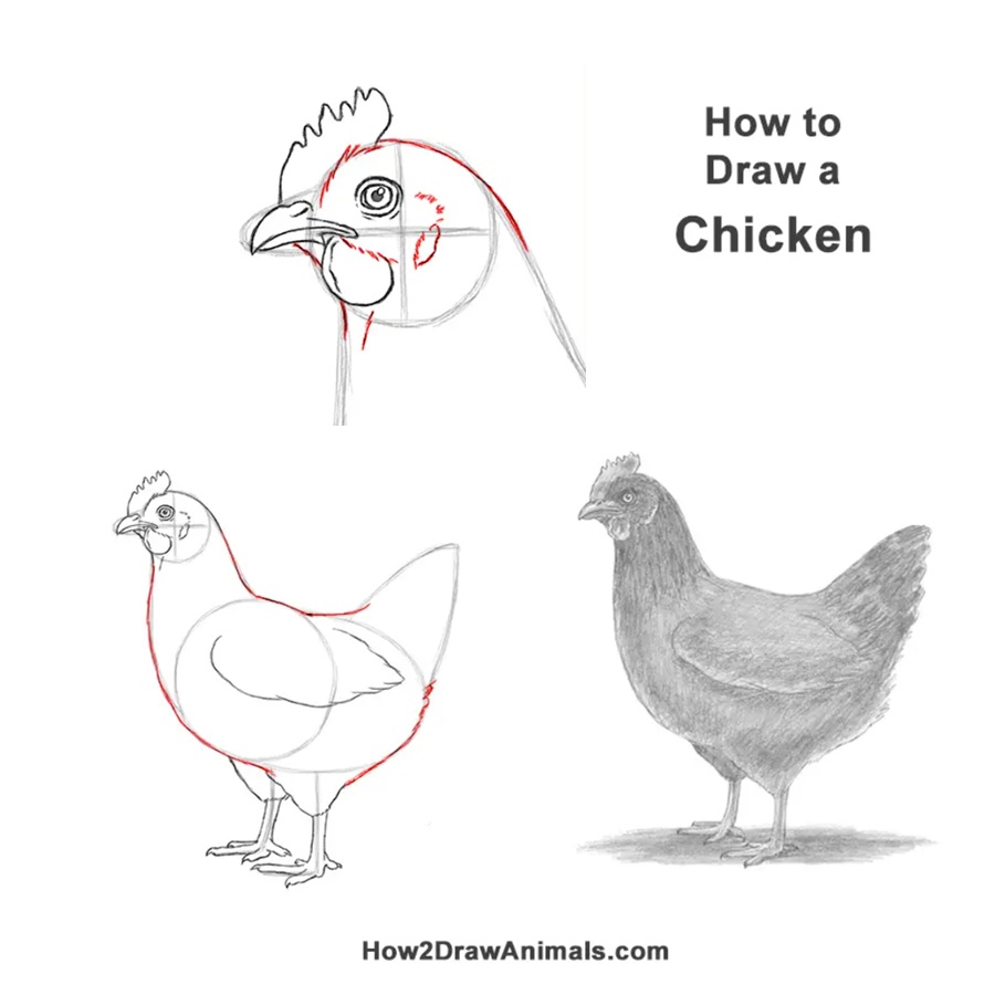Chicken Step by Step Chicken