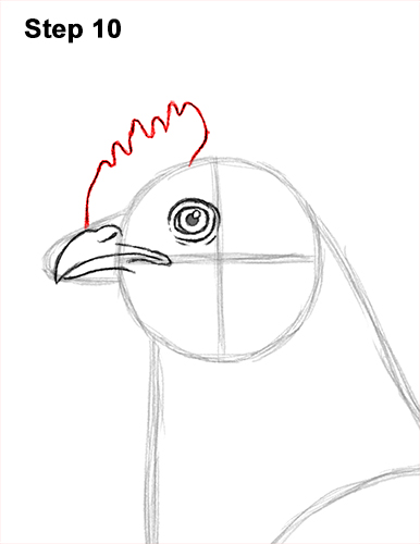 How to draw a Hen Chicken 10 How to Draw a Chicken Hen Bird 10
