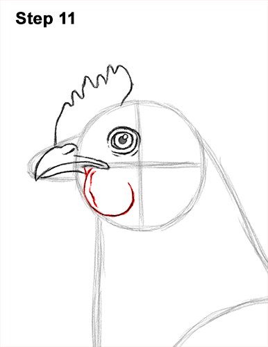 How to draw a Hen Chicken 11 How to Draw a Chicken Hen Bird 11