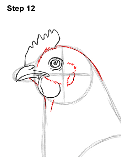 How to draw a Hen Chicken 12 How to Draw a Chicken Hen Bird 12