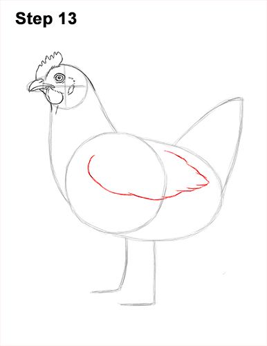 How to draw a Hen Chicken 13 How to Draw a Chicken Hen Bird 13